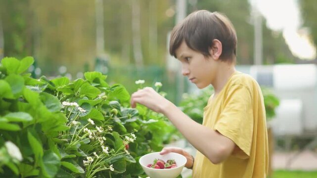 Boy child teenager harvesting strawberries on high raised garden bed. Modern farming methods provide fresh fruit full of vitamins. Healthy eating and gardening with natural lifestyle.
