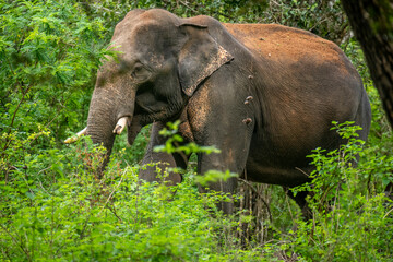 This image captures a majestic wild Asian elephant, likely a Sri Lankan elephant, emerging from lush green foliage within a natural habitat like a jungle or national park.