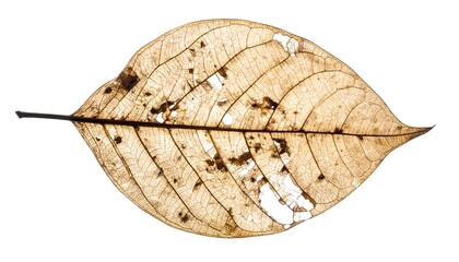 Dried leaf, light brown, detailed veins