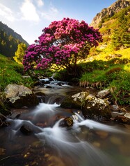 Mountain stream with rhododendron