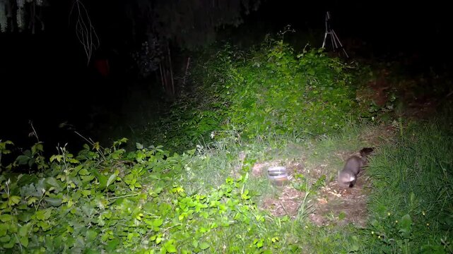 stone marten taken in the woods at night