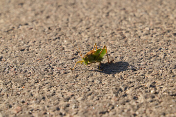 A closeup image shows a grasshopper resting on rough concrete, revealing stunning detail