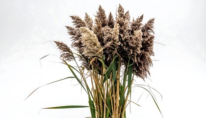 Dried reeds bunch against white background