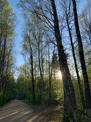 Obraz premium Early autumn forest with birches, green and golden leaves, and sun rays. Perfect for calendars, wall art, and nature-themed designs.