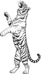 Tiger Standing on Hind Legs.