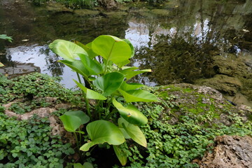 Green leaves, natural leaves. Lush Green Foliage.