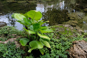 The Whispering Oasis, Where Time Slows in a Verdant Embrace of Pond, Stream, and Ancient Trees.