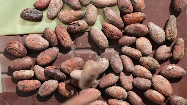 Whole сocoa beans spilling out onto chocolate bars. decorative presentation of chocolate. Chocolate source. Cacao beans' origin and character. Bright sunlight.