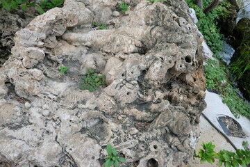 The Whispering Oasis, Where Time Slows in a Verdant Embrace of Pond, Stream, and Ancient Trees.