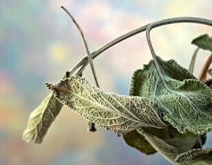 Dried sage leaves, close-up
