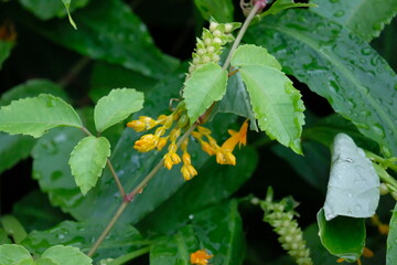 Green leaves, natural leaves. Lush Green Foliage.
