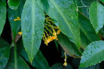 Green leaves, natural leaves. Lush Green Foliage.
