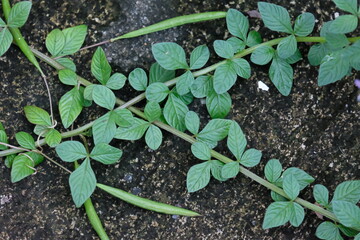 The Emerald Heart of the Unseen Garden, A Single Leaf Holding the Soul of the Forest