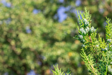 thuja branch against a blue sky background. colorful plant photo. natural beauty. close-up. evergreen plant. free space. space for text. design template.