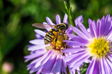 Belgian aster on a blurred background. colorful plant photo. natural beauty. close-up. free space. space for text.