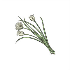 Illustration of a bouquet of chives with white flowers