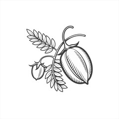 Hand drawn illustration of chickpeas on a branch with leaves