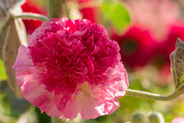 Alcea flower on a blurred background. colorful flower photo. natural beauty. close-up. free space. space for text. close-up.