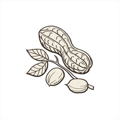 Peanut plant with leaves and pods in a simple line drawing style