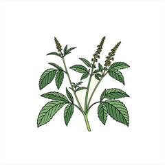 Botanical illustration of a green plant with delicate yellow flowers