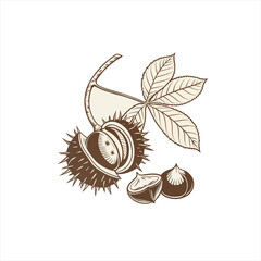 Hand drawn illustration of horse chestnuts with leaves and shell on white background