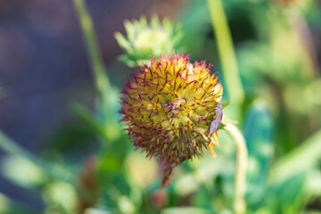 枯れた花の後に残るトゲ状の種子のクローズアップ