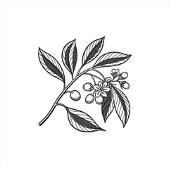 Botanical illustration of a cherry blossom branch with leaves and fruit