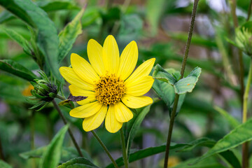 North American sunflower flower on a blurred background. colorful plant photo. natural beauty....