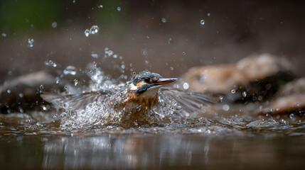 A kingfisher bird is splashing in the water with its wings spread and water droplets flying around it