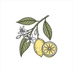 Hand drawn illustration of a lemon branch with fruit flowers and leaves