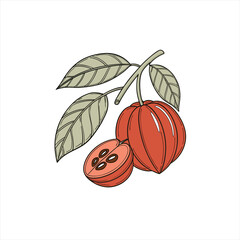 Illustration of ripe cocoa pods and leaves on a branch