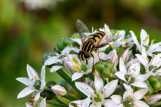 Allium on a blurred background. colorful plant photo. natural beauty. close-up. free space. space for text. design template. bokeh.