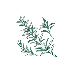 Green rosemary sprigs outline illustration on white background