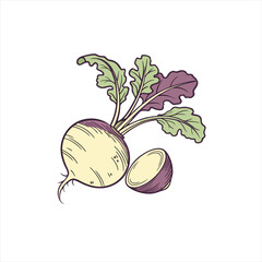 Hand drawn illustration of a turnip with leaves and a slice