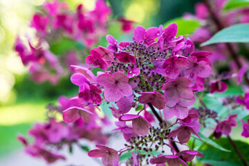 pink hydrangea on a blurred background. colorful plantation photo. natural beauty. close-up. free space. space for text. design template. bokeh.