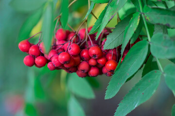 rowan berries on a blurred light background. colorful photo of fruits and berries. natural beauty. close-up. free space. space for text. screensaver. natural vitamins. healthy nutrition. rowan fire.