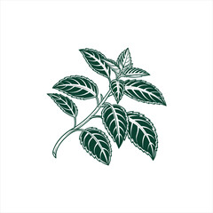 Stylized illustration of a dark green mint plant branch with leaves