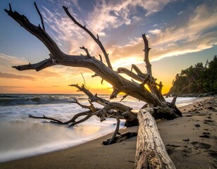 Driftwood on a sandy beach at sunset