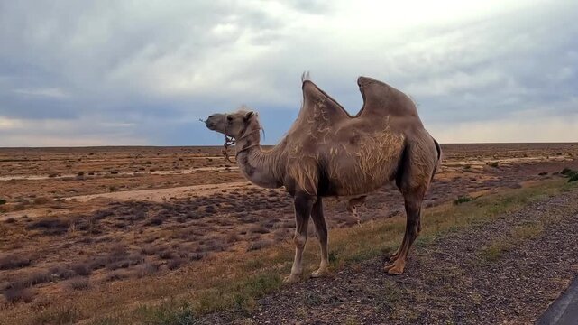 A beautiful two-humped camel stands on the side of the road in the desert. A lone statuesque large wild camel grazes in the steppe of Kazakhstan. The sky is covered with clouds