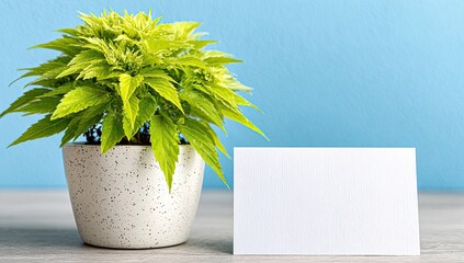 A potted plant with a blank card.  A small, vibrant green plant sits in a speckled off-white pot.  A plain white card rests beside the pot on a light gray surface against a light blue wall