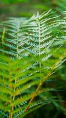 Fototapeta premium Forêt des Landes de Gascogne, en automne