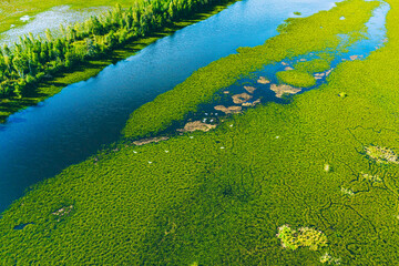 Aerial drone view of a swamp and blue river with white herons. Beautiful green countryside
