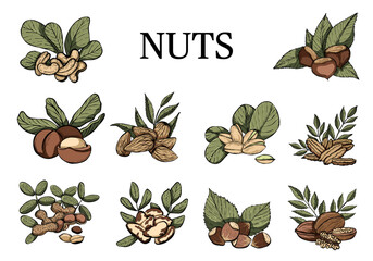 Hand drawn nuts with leaves collection. Almonds, chestnuts, hazelnuts, cashew nuts, peanuts, pecan, pistachio nuts, walnuts, macadamia. Vector food illustration.