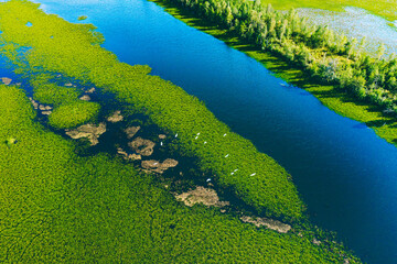 Aerial drone view of a swamp and blue river with white herons. Beautiful green countryside