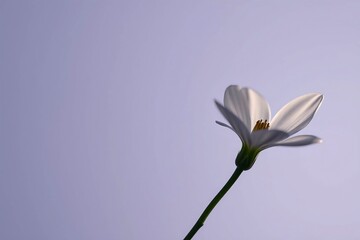  Hyper-realistic floral design featuring translucent petals and soft pastel tones for commercial use.
