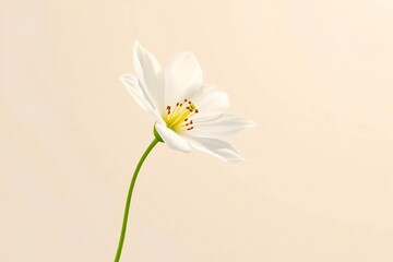 Obraz premium Hyper-realistic floral design featuring translucent petals and soft pastel tones for commercial use. 