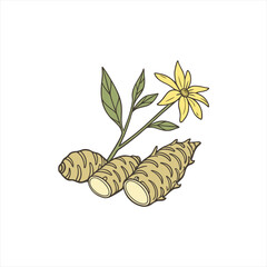 Jerusalem artichoke plant with tubers and yellow flower illustration