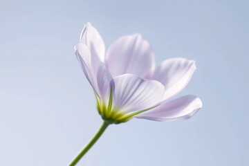 Obraz premium High-resolution 3D render of a delicate flower with transparent petals and realistic stem, minimalistic setup. 