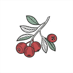 Obraz premium Hand drawn illustration of red berries and green leaves on a white background