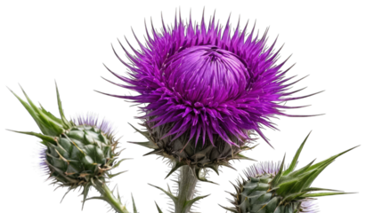 Purple Thistle Flower and Buds on Black Background isolated on a transparent background
